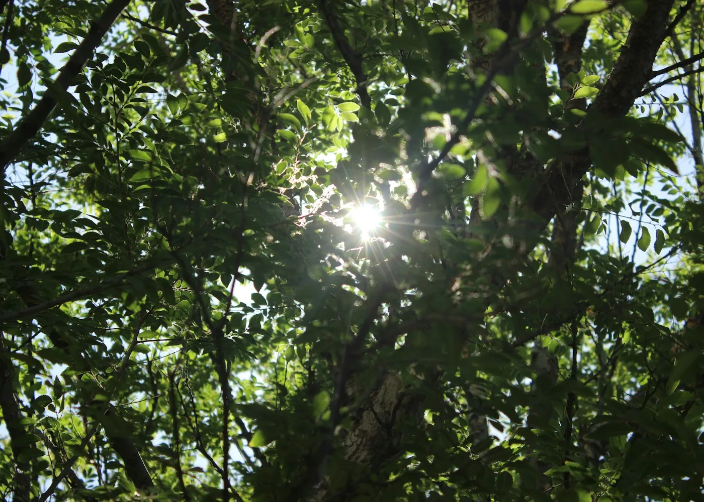 La lumière du soleil filtrant à travers les arbres
